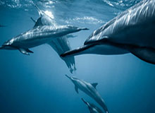 开云-【欧洲杯】维拉蒂助攻佩西纳 意大利1比0十人威尔士